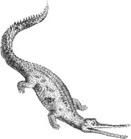 Gavial.tif