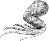 Iguana Leg.tif