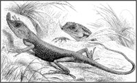 Lizards.tif
