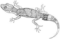 Milius's Gecko.tif