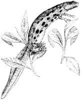 Newt.tif
