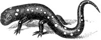 Salamander.tif
