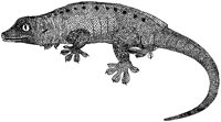 Seychelles Gecko.tif