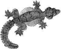 Smooth-Headed Gecko.tif