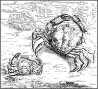 Crabs Fighting.tif