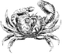 Eriphia Gonagra Crab.tif