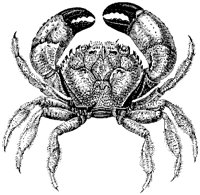 Eriphia Spinifrons Crab.tif