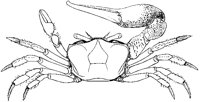 Fiddler Crab.tif