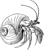 Hermit Crab in Shell.tif