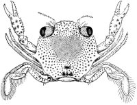 Neptunus Crab.tif
