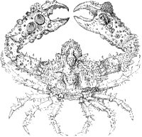 Parthenope Horrida.tif