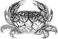 Zozymus Aeneus Crab.tif