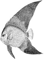 Bat Chaetodon Fish.tif