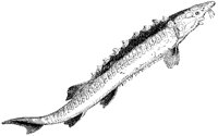 Beluga Sturgeon.tif
