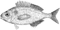 Black Bream.tif
