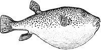Blowfish.tif