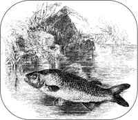 Carp.tif