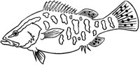 Chinese Perch.tif