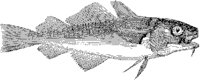 Common Cod.tif