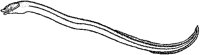 Eel 2.tif