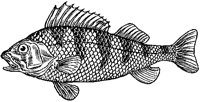 Fish 1.tif