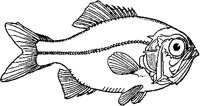 Fish 2.tif
