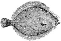 Flounder.tif