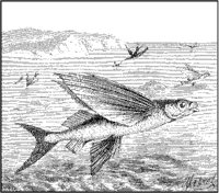 Flying Fish.tif