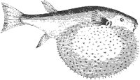 Globe Fish.tif