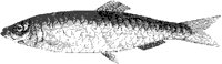 Herring.tif