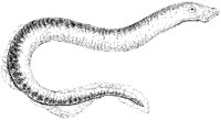 Lamprey.tif