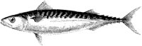 Mackerel.tif