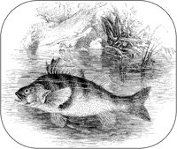 Perch.tif