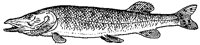 Primitive Fish.tif