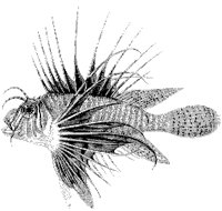 Pterois Volitans.tif