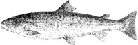 Salmon.tif