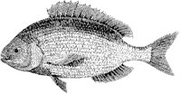 Sea Bream.tif