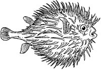 Sea Porcupine 1.tif