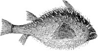 Sea Porcupine 2.tif