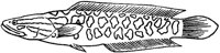 Serpent-Head Fish.tif