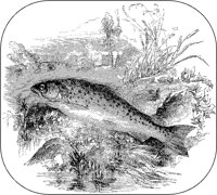 Trout.tif