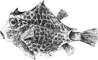 Trunk Fish.tif