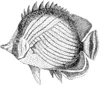 Wandering Chaetodon.tif