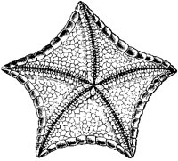 Asterias Tessellata.tif