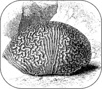 Brain Stone.tif