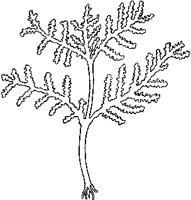 Branching Lower Life Form.tif