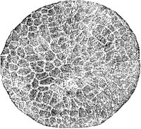 Catenopora Escharoides.tif