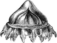 Charybdaea Periphylla.tif