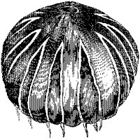 Chrysaora Lutea.tif