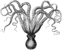 Cuttlefish 1.tif